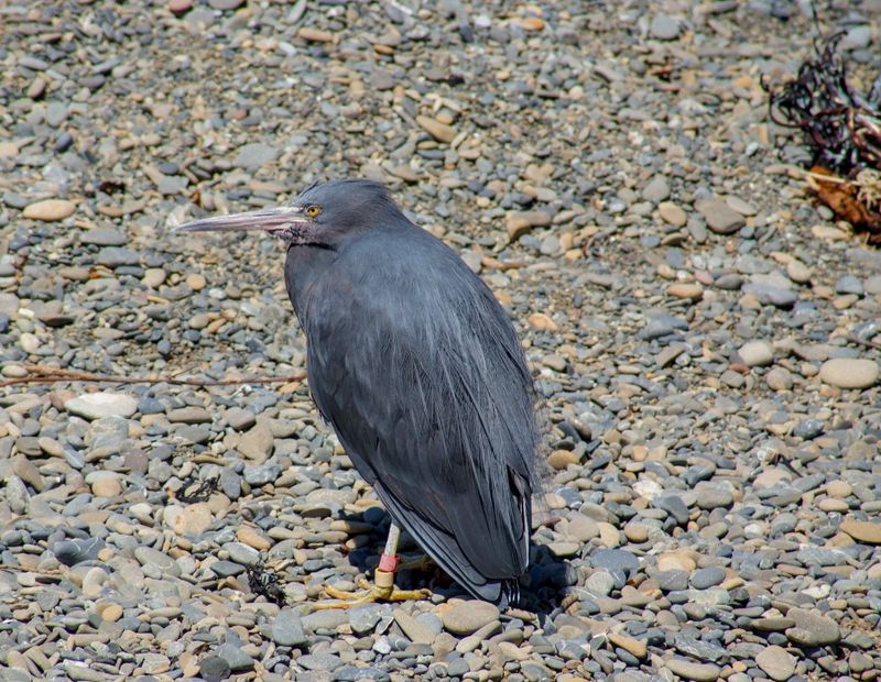 Blue Reef Heron