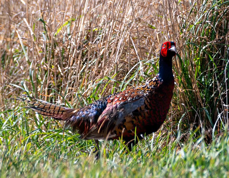 Pheasant at Pekapeka