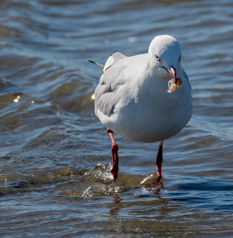 The Seagulls would stand in shallow stream water as it met the sea, then quickly duck their heads and grab some tiny crustaceans