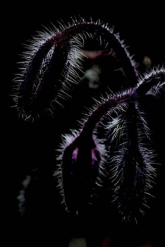 Borage again