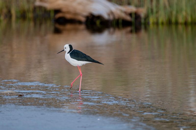 Pied Stilt - Waitohu Stream