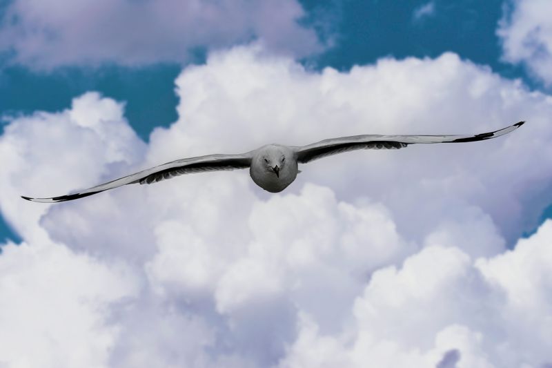 Seagull plus fake sky
