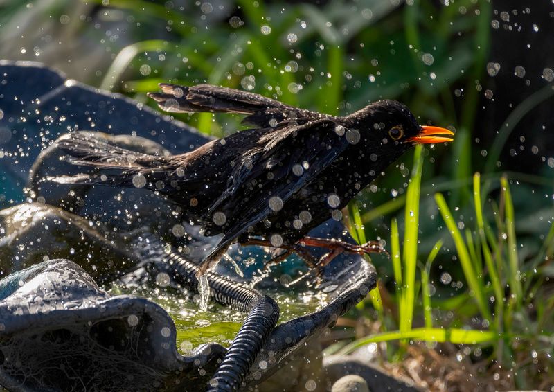 Blackbird just had a bath now drying off