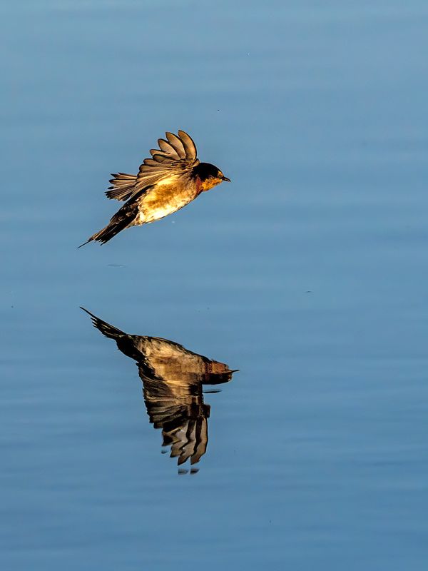 These swallows are sure difficult to photograph