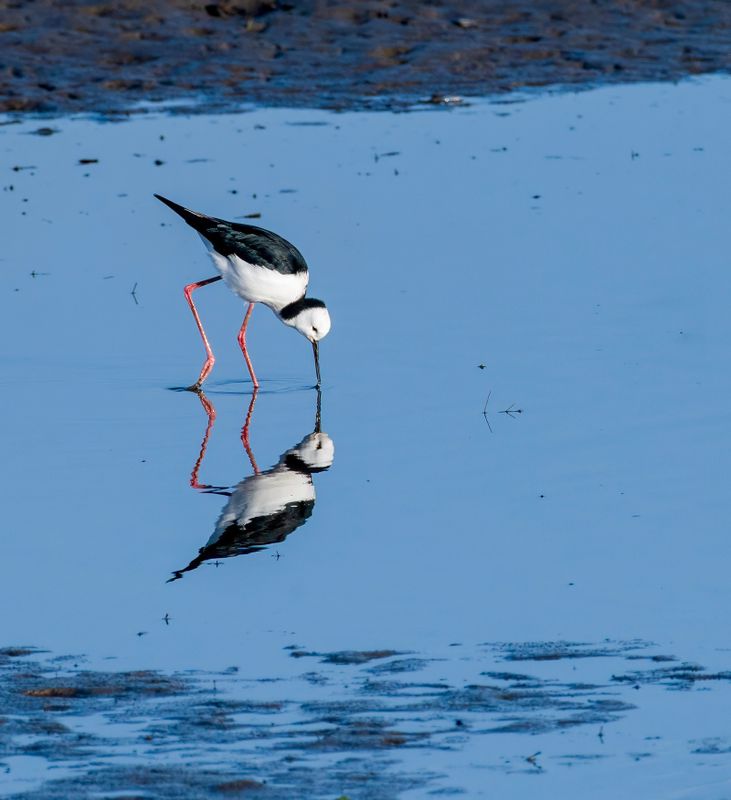 Pied stilt as a narcissist