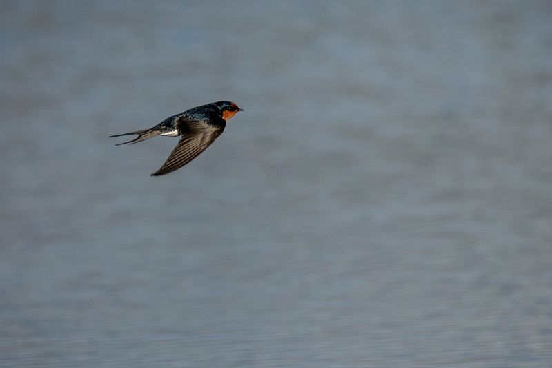 Swallow time again
