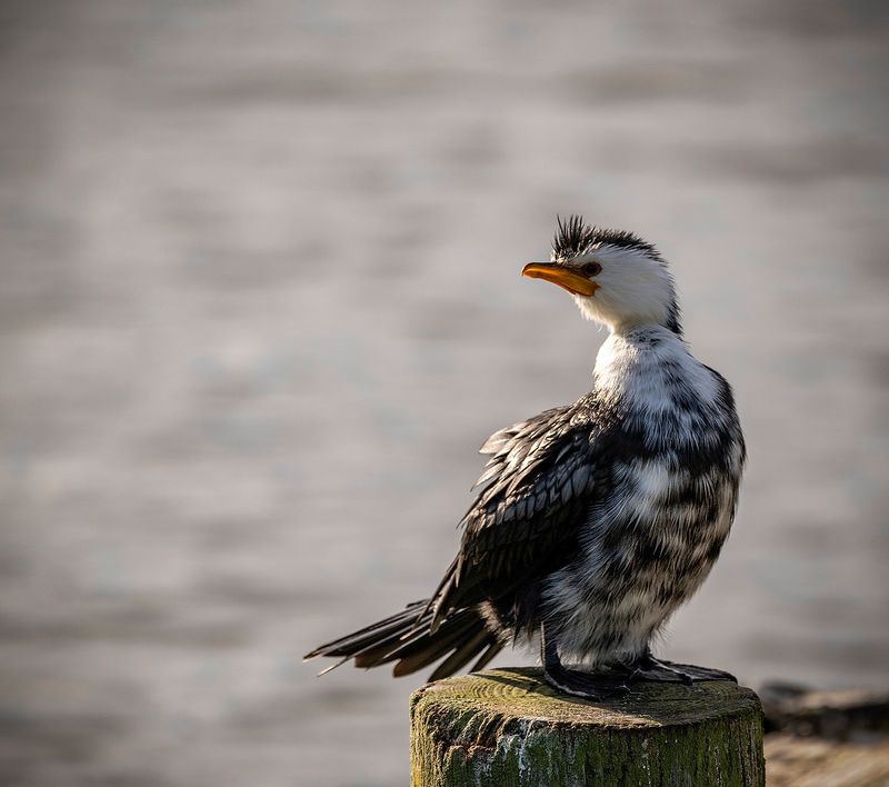 22 June 2024 - The juvenile little shag poses on a pile at the Waimanu Lagoon