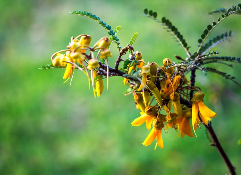 29 June 2024 - We have flowers on our Kōwhai tree for the first time
