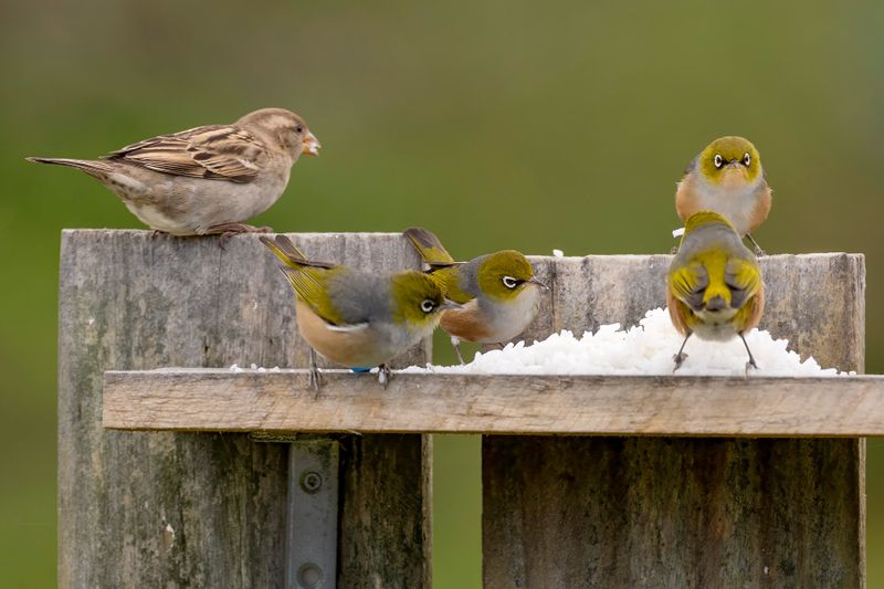 Waxeyes and a sparrow at the feeder