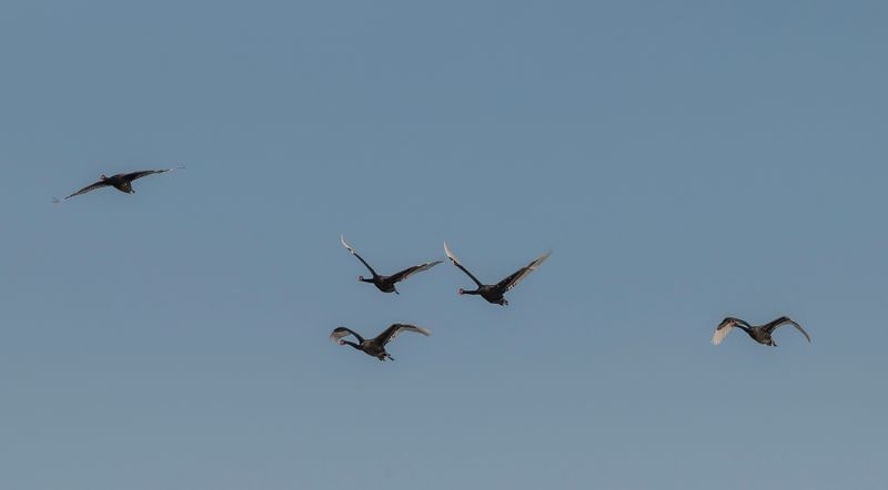 5 black swans aflying