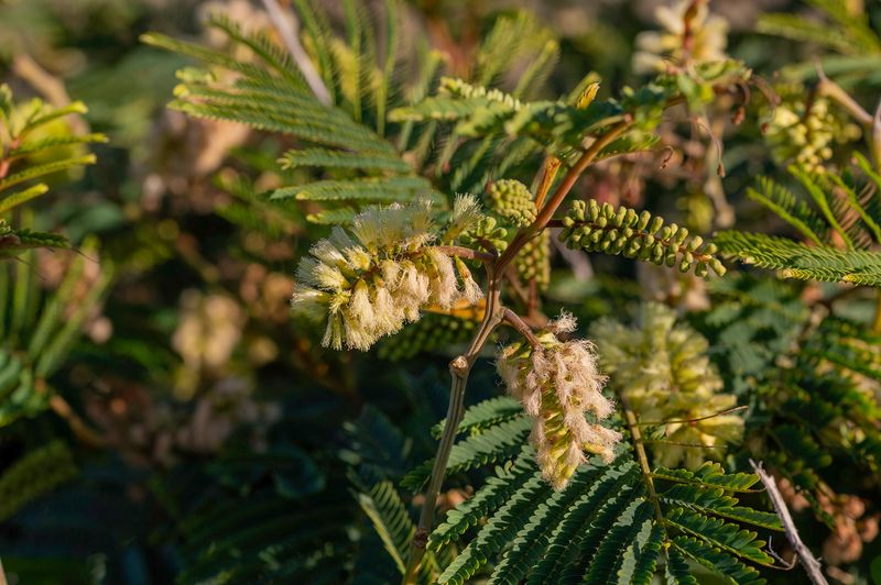 7 July 2024 - Plume Albizua aka cape wattle down at the beach