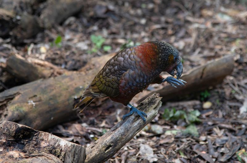 North Island Kaka - Nestor Meridionalis
