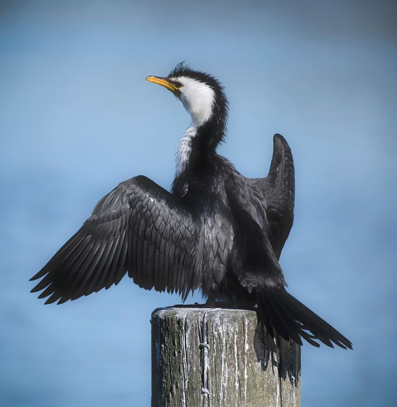 Little Pied Shag on a post