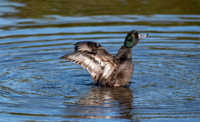 New Zealand Scaup - aka Black Teal - Aythya Novaeseelandiae