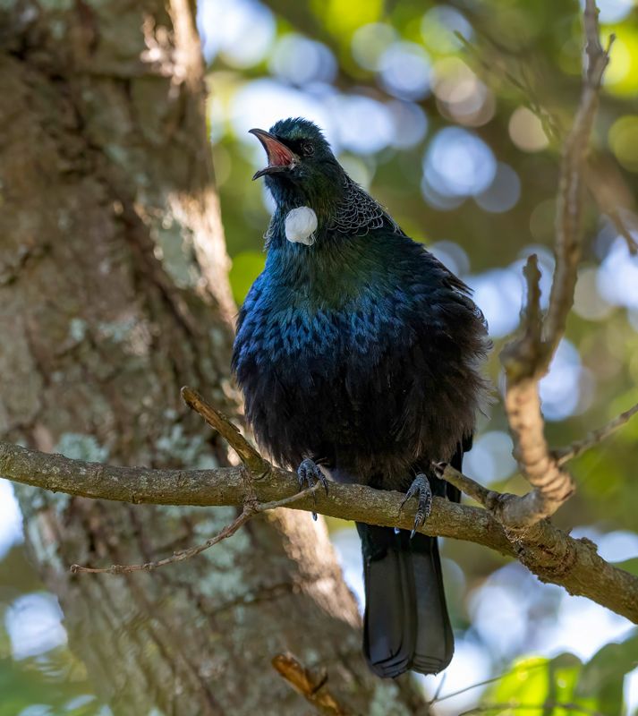 Tui