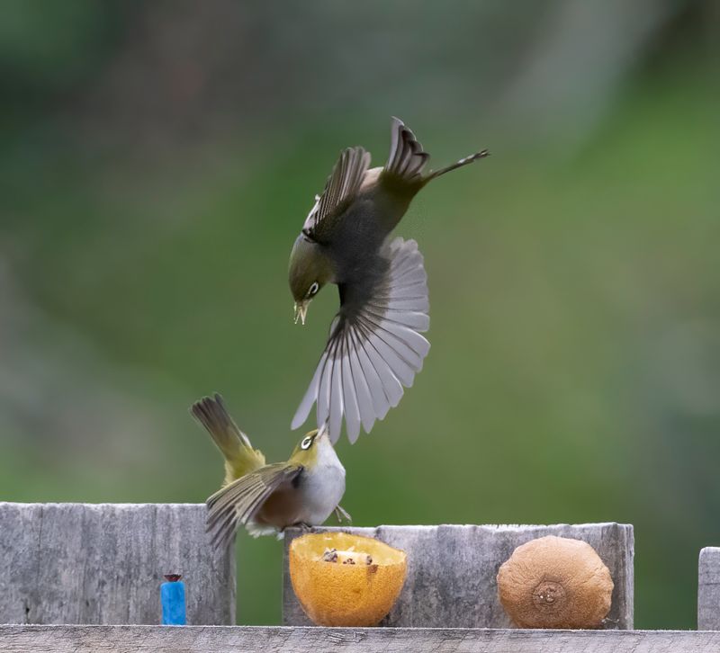 The Acrobatic Waxeyes dispute food ownership