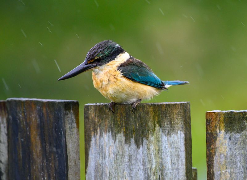 the kingfisher eyes up our goldfish - in the rain