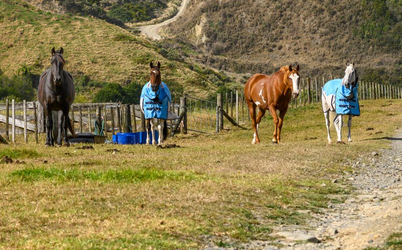 4 Horses