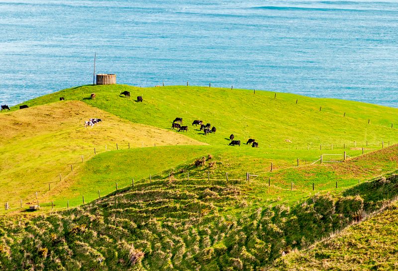 Happy Cows on the Awhitu Peninsular near Auckland