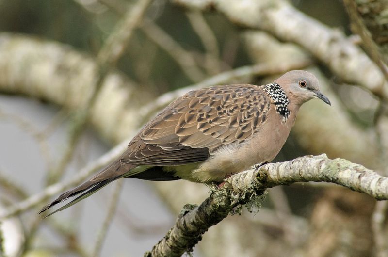 Spotted Dove - Streptopelia Chinensis - originally a cage bird from Asia now breeding wild