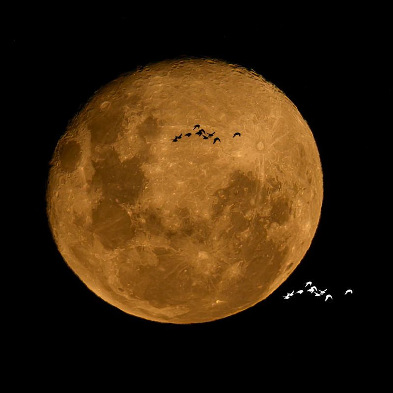 17 November 2024 - the evening after the full moon - as it arose, it was quite yellowy-orange and birds were flying