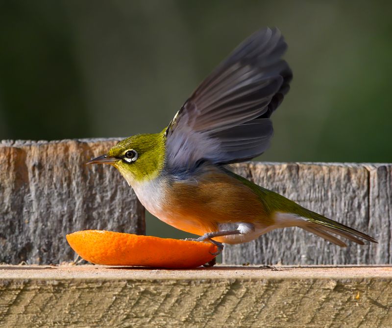 Oranges gives you wings! - zosterops lateralis aka silvereye