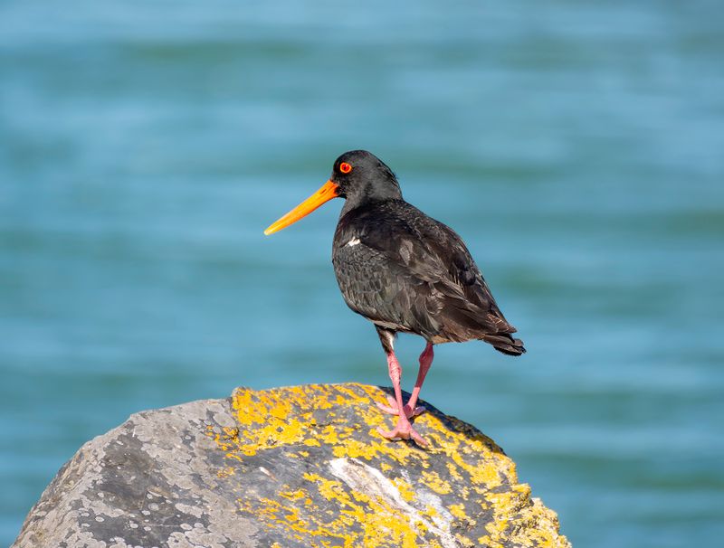 Variable Oyster Catcher on a rock near the Waipu estuary