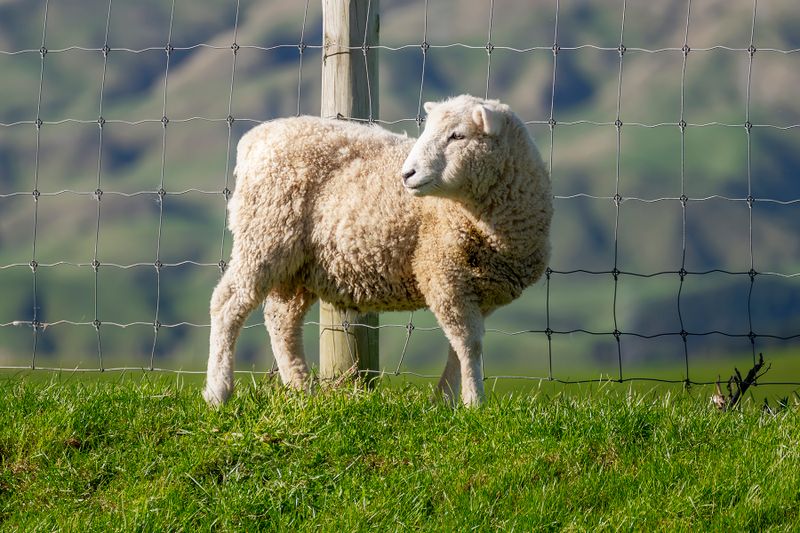 Happy sheep on a farm in the Makara region of Wellington