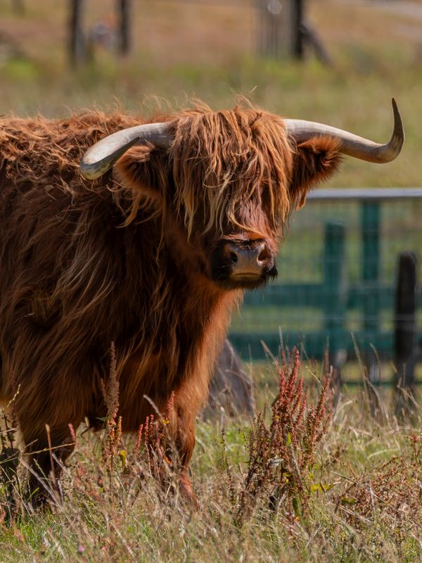 28 January 2025 - Cattlebeast on a farm