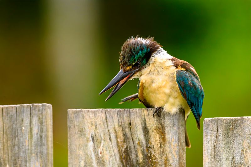 1 February 2025 - The kingfisher on our fence