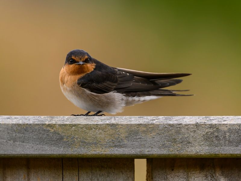 Young Welcome Swallow sitting on our back fence
