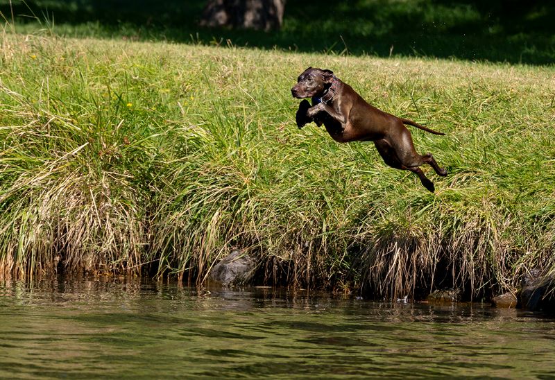 12 February 2025 - Dog jumping into the Waikanae River