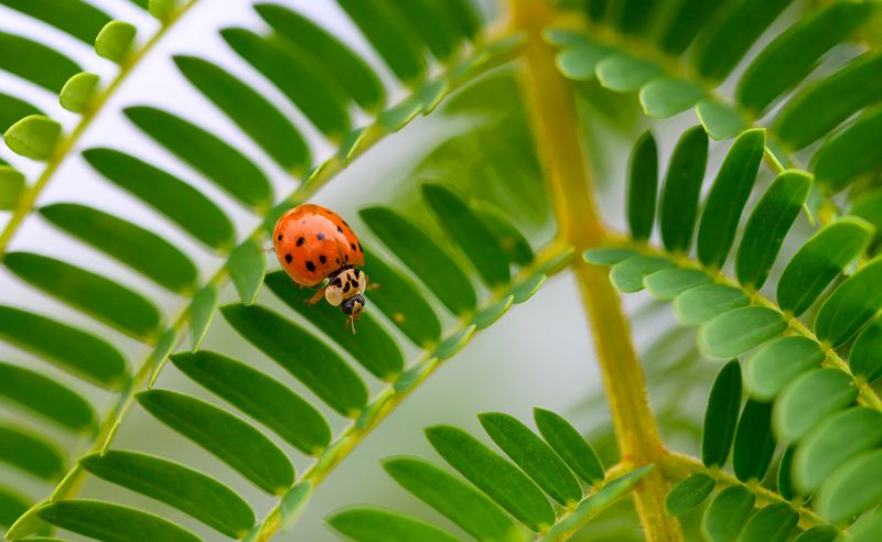 18 February 2025 - Ladybirds were so common when I was a kid, now hard to find