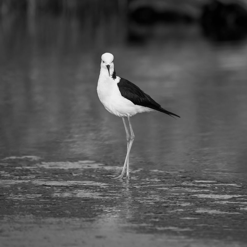 26 March 2025 - Not really today's shot, but todays edit of a pied stilt