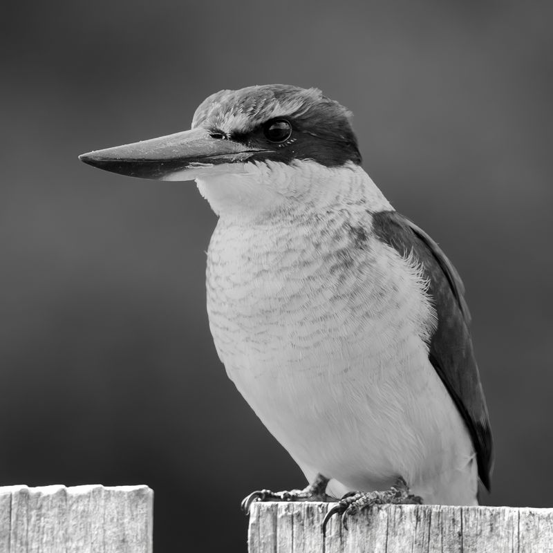 Kingfisher