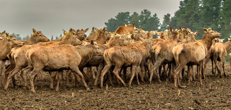 Red deer - South Canterbury