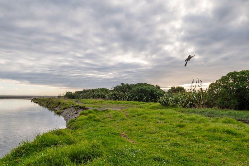 As we walk along the river with a wide angle lens on the fantail dances around us