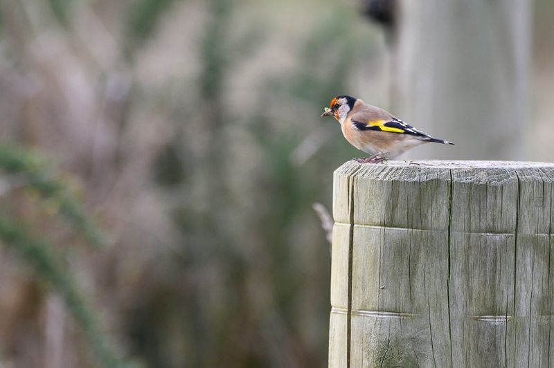 Goldfinch - I think it is a small leaf in his/her mouth