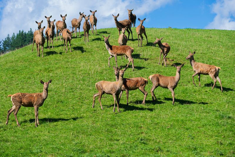 The Sheep of New Zealand (and other farm animals)