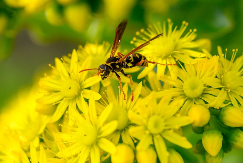 Macros, Tiny Flowers, Insects or Whatever