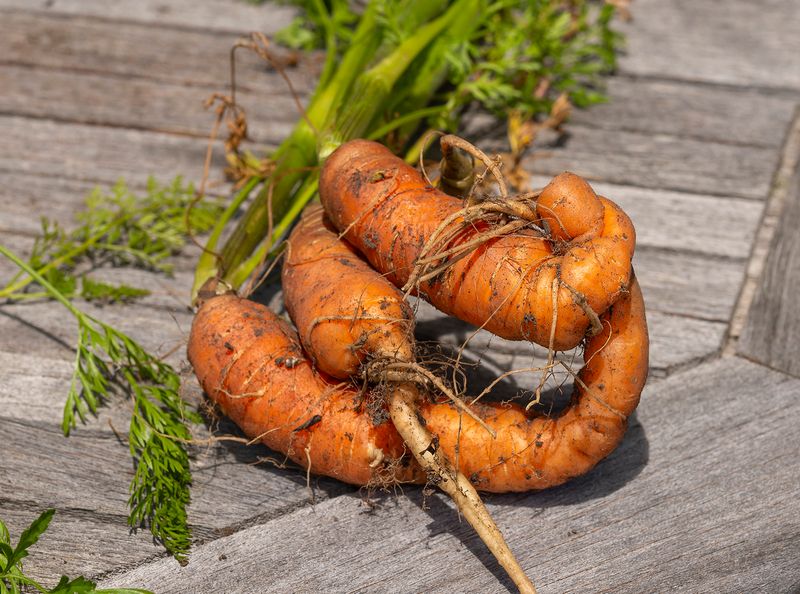 Macros, Tiny Flowers, Insects or Whatever