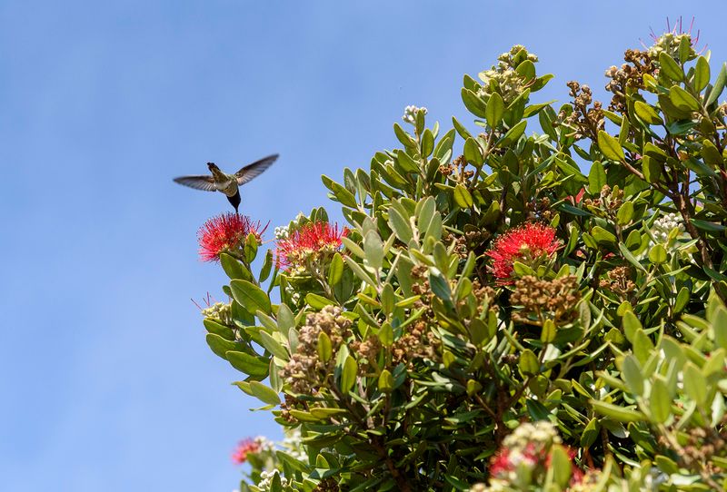 United States, Texas and California