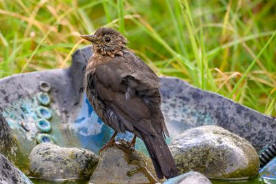 New Zealand Backyard Birds