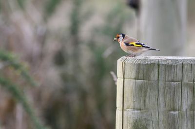 The Birds of New Zealand (and a few from Europe)