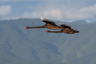 The Birds of New Zealand (and a few from Europe)