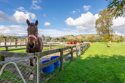 The Sheep of  New Zealand (and other farm animals)