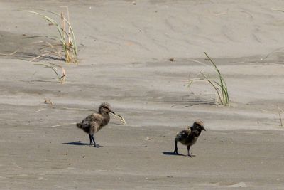 The Birds of New Zealand (and a few from Europe)