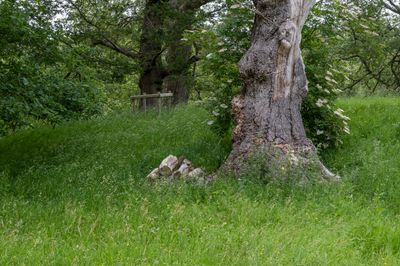 DSCF0670.jpg