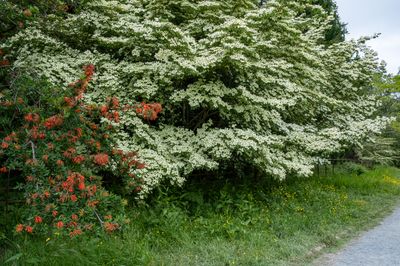 DSCF0672.jpg