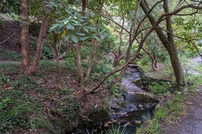 DSCF0675.jpg